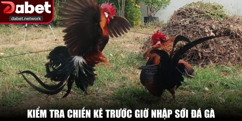 Kiểm tra chiến kê trước giờ nhập sới đá gà